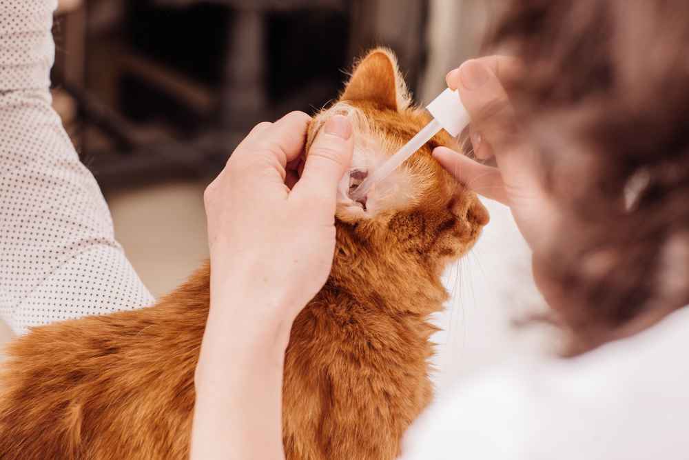 10 Pilihan Obat Tetes Telinga Kucing yang Aman Digunakan