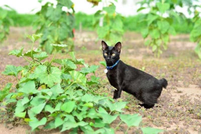 kucing japanese bobtail hitam