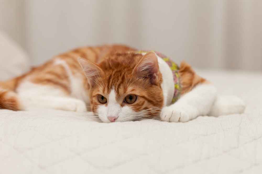 Kucing Tiba-Tiba Lumpuh? Kenali Penyebab dan Penanganannya