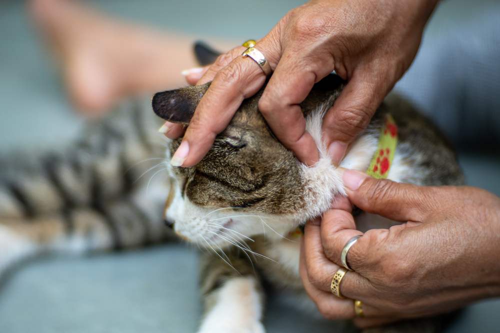 Jenis Kutu dan Parasit pada Kucing dan Cara Membasminya