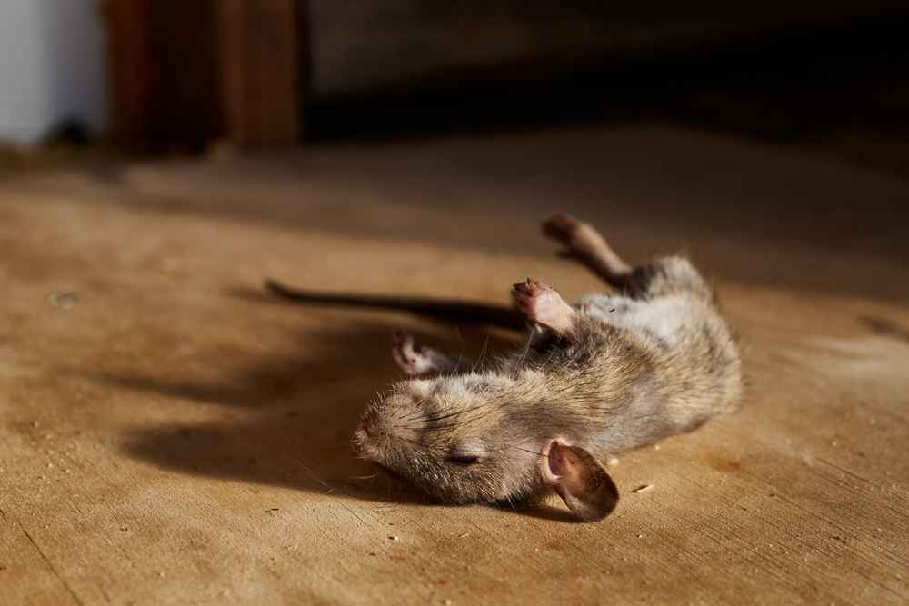Bikin Ganggu, Ini 6 Cara Ampuh Menghilangkan Bau Bangkai Tikus