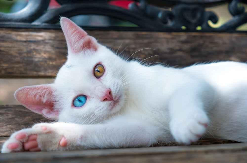 5 Fakta Unik Kucing Odd Eye yang Punya Mata Beda Warna