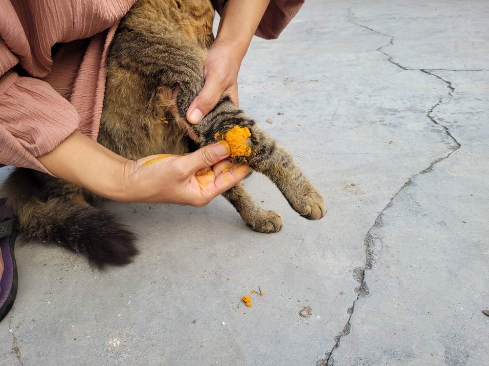 6 Manfaat Kunyit untuk Kucing, Atasi Diare hingga Jamuran