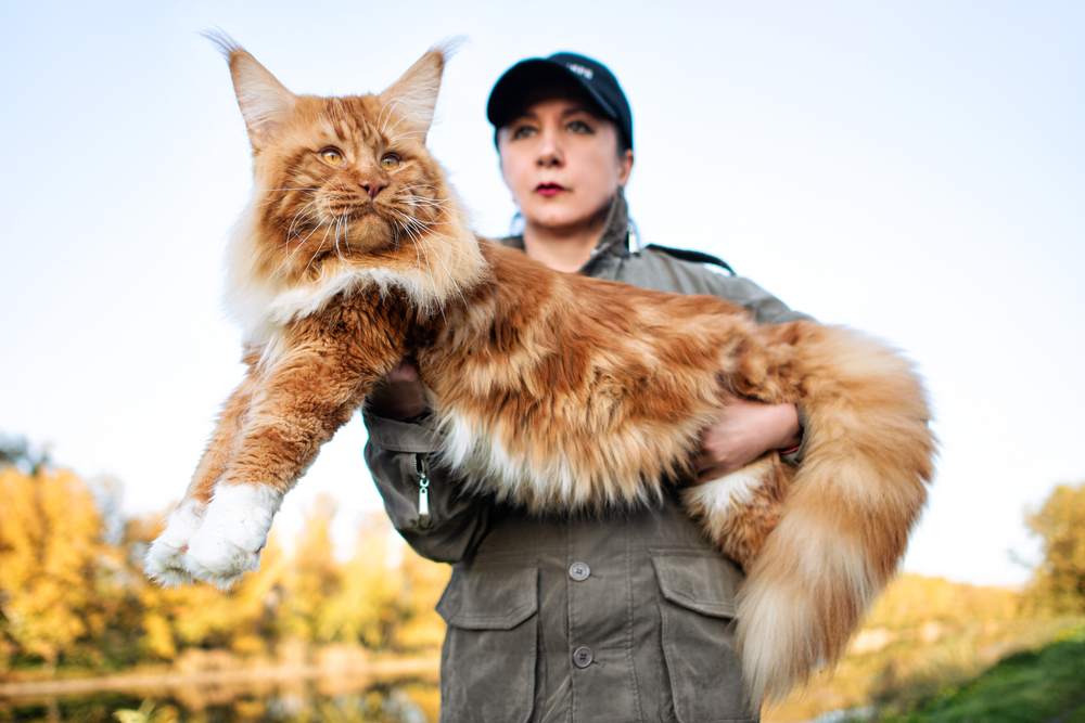 10 Jenis Kucing Besar yang Cocok untuk Dipelihara