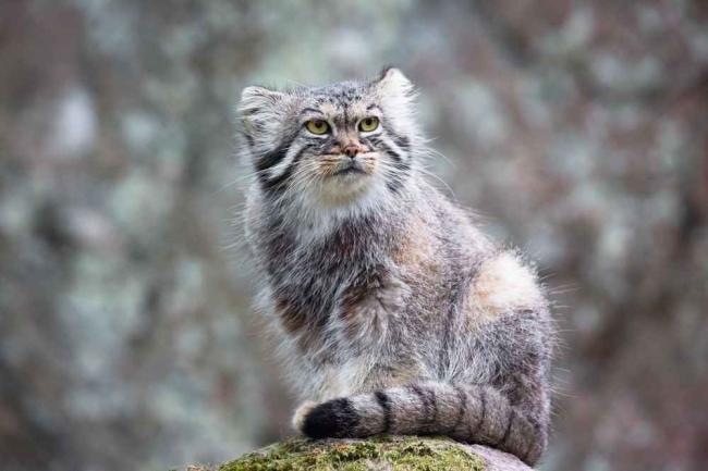 13 Fakta Menarik Kucing Pallas, Kucing Liar yang Terancam Punah