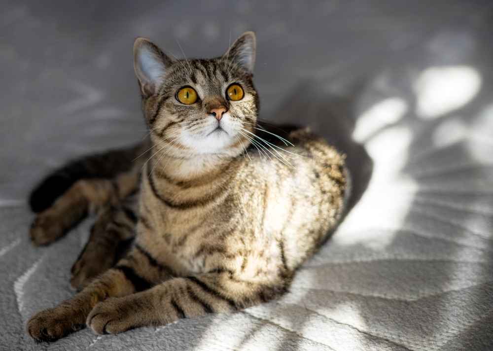 Mengenal Kucing Tabi, si Kucing Belang yang Unik dan Populer