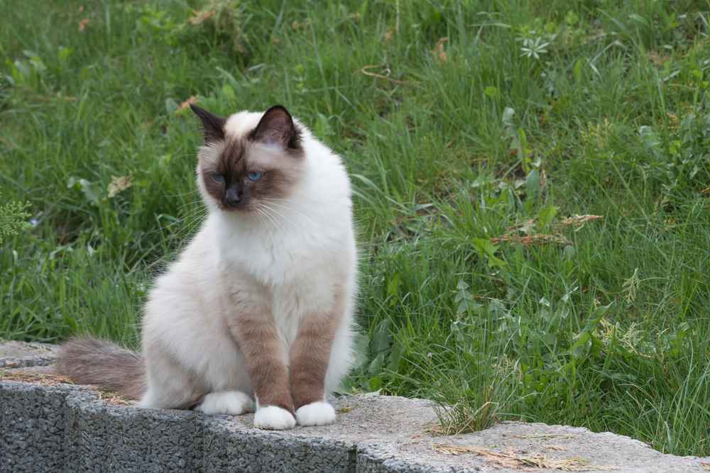Kucing birman putih