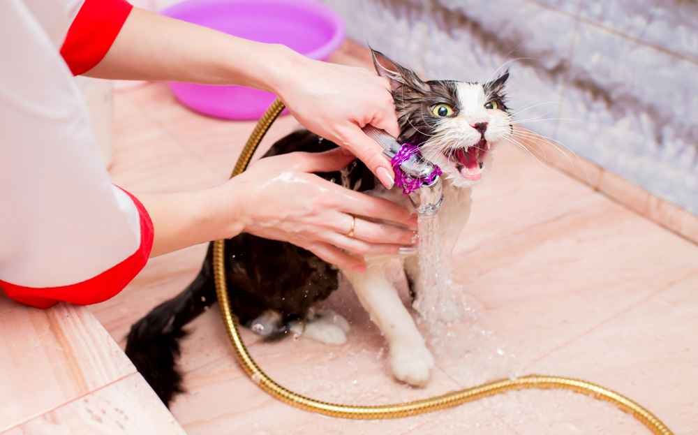 Kenapa Kucing Takut Air? Ini Alasan dan Cara Mengatasinya