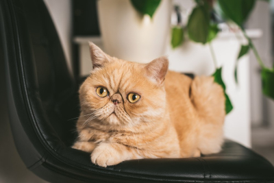 Gambar kucing persia medium