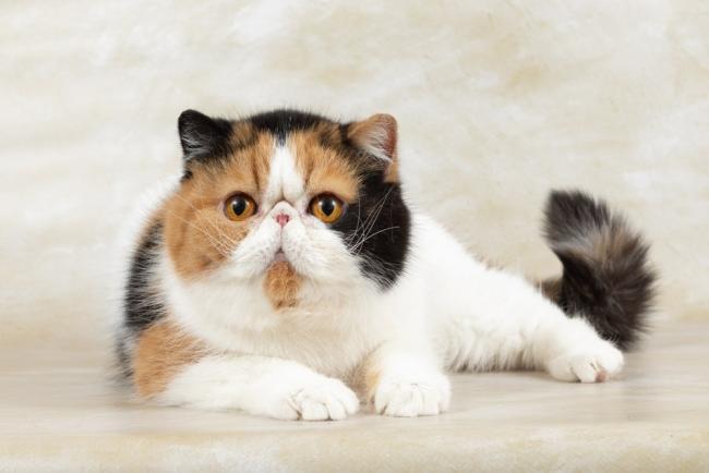 Kucing Persia Medium, Begini Ciri Fisik dan Karakternya