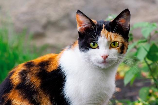 Kenalan dengan Kucing Calico, Si Bulu Tiga yang Umumnya Betina