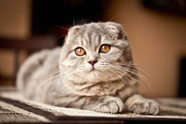 Kucing Scottish Fold, Fakta di Balik Telinganya yang Lucu