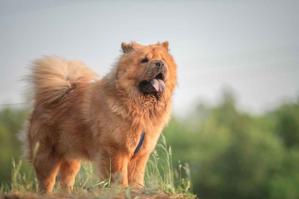 Mengenal Anjing Chow Chow, Karakter, dan Cara Merawatnya