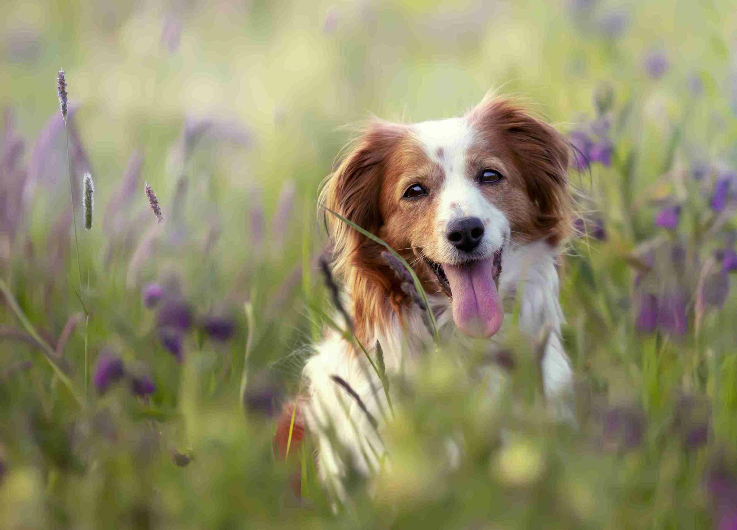 10 Cara Merawat Anjing Peliharaan agar Sehat dan Bahagia