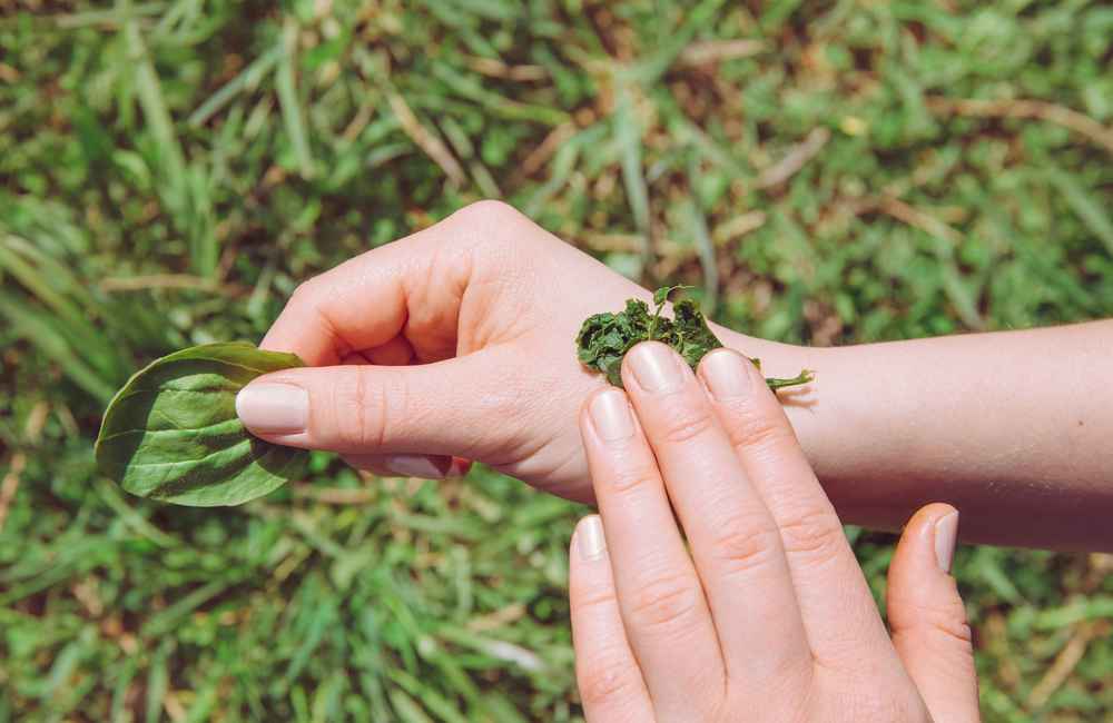 9 Jenis Tanaman dan Daun Obat untuk Luka pada Kulit