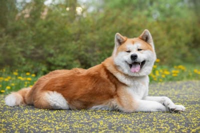 akita inu