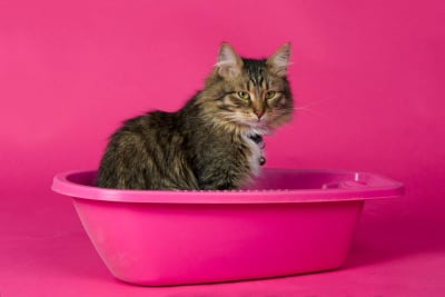 Tips mencegah FLUTD kucing