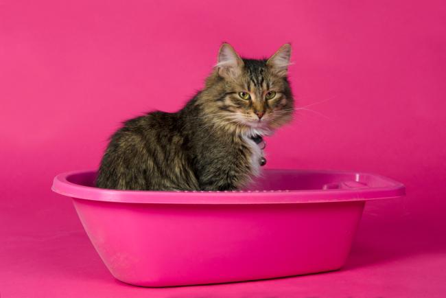5 Tips Mudah Mencegah FLUTD pada Kucing Peliharaan