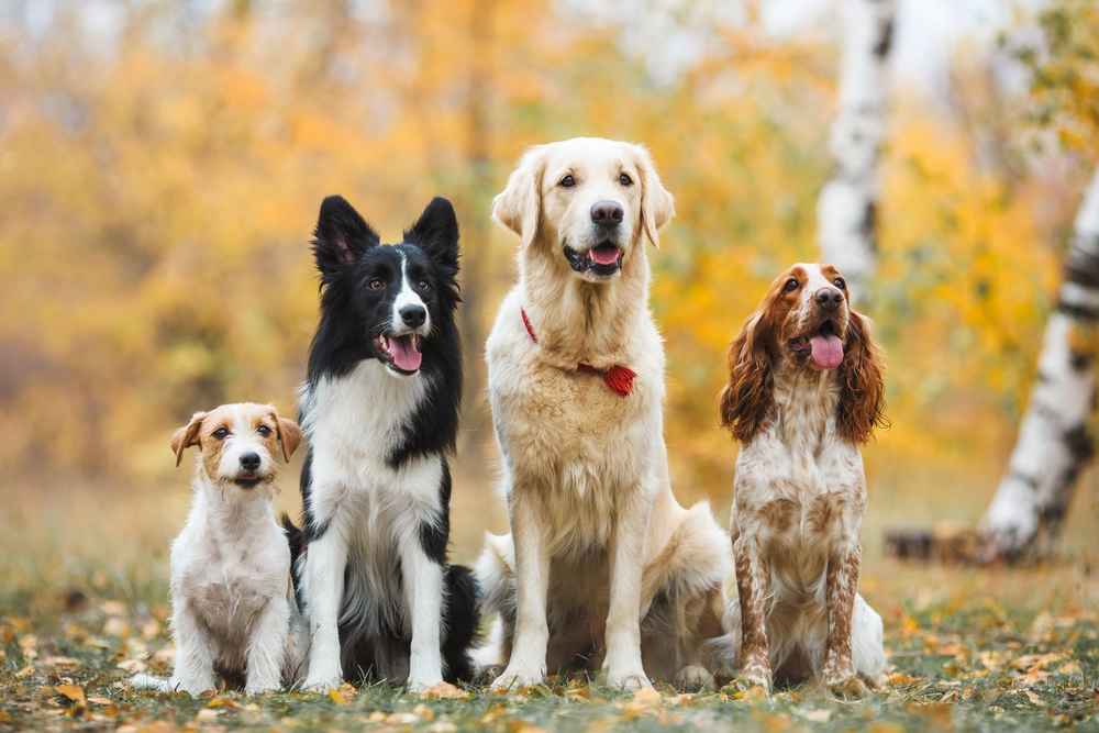 10 Jenis Anjing Peliharaan yang Populer dan Karakteristiknya
