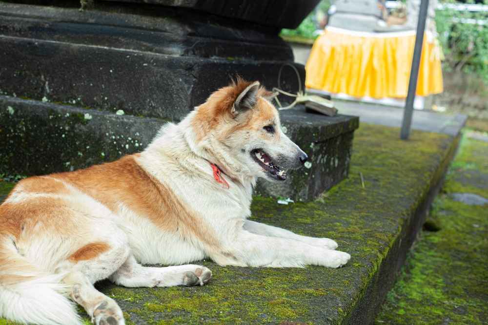 11 Fakta Anjing Kintamani Asal Bali yang Dikenal Dunia