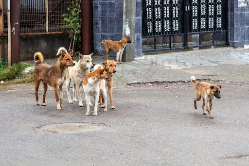 anjing-kampung