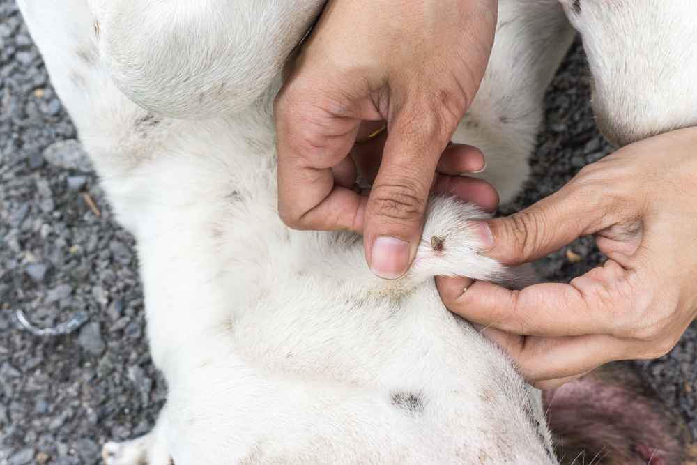 7 Bahaya Kutu Anjing serta Cara Menghilangkannya