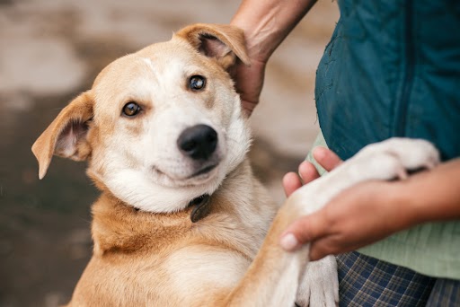 Gambar anjing kampung