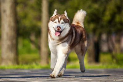 siberian husky