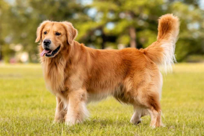 golden retriever