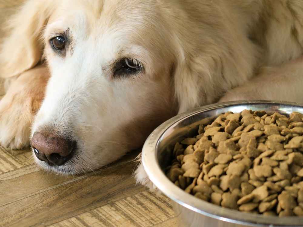 6 Penyebab Anjing Tidak Mau Makan Plus Cara Mengatasinya