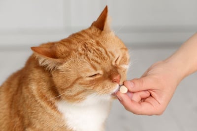 Cara memberikan obat pada kucing