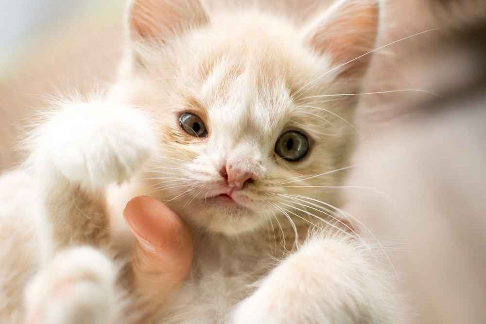 Apakah Kucing Bisa Terkena Down Syndrome? Ini Faktanya