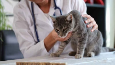 penyakit jantung pada kucing