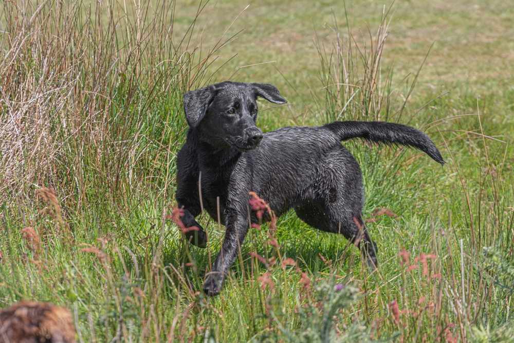 anjing labrador retriever