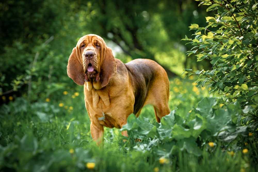 anjing bloodhound