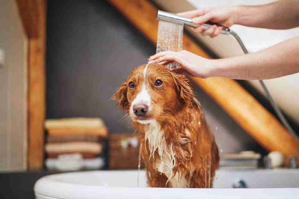 8 Cara Grooming Anjing Sendiri di Rumah Plus Manfaatnya