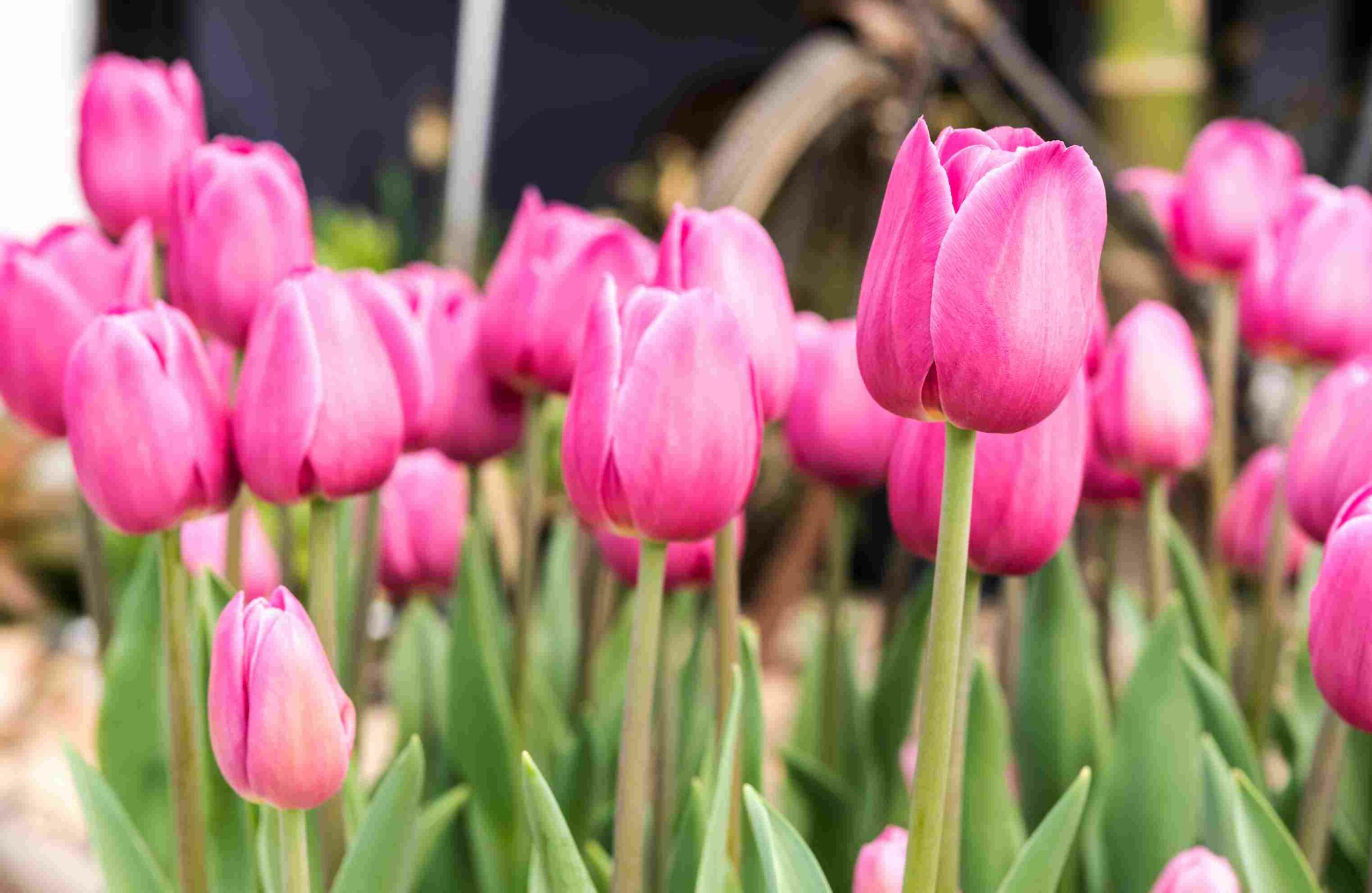 7 Manfaat Bunga Tulip yang Tidak Banyak Diketahui