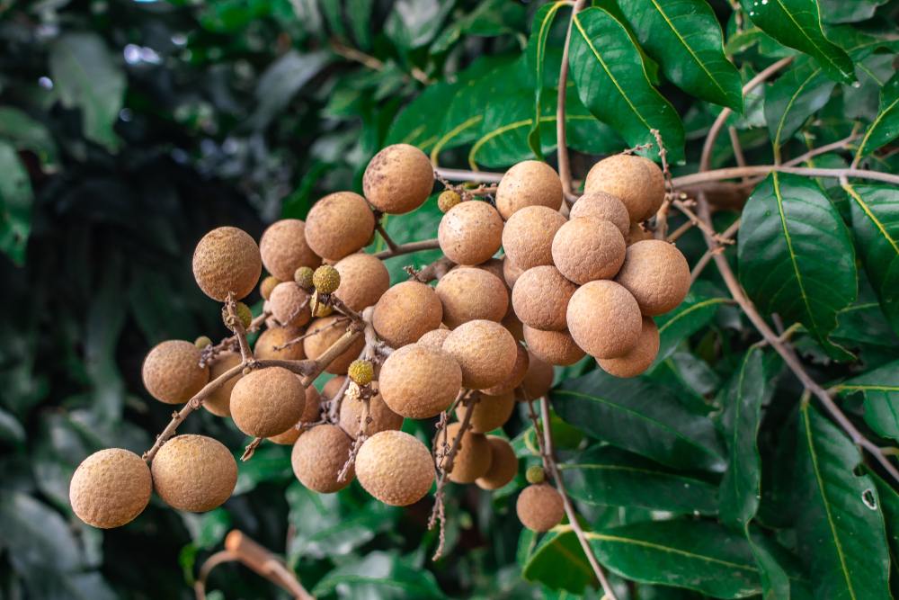 10 Jenis Buah Kelengkeng yang Tidak Banyak Diketahui