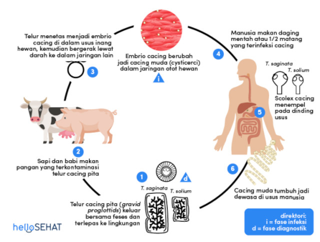 siklus hidup cacing pita taenia saginata