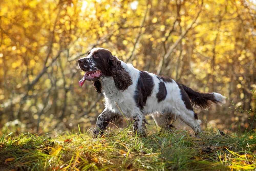 english springer spaniel