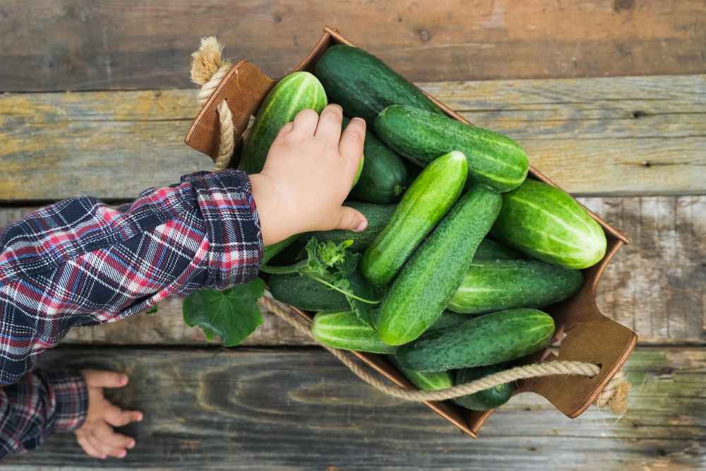 5 Manfaat Timun untuk Pengidap Kolesterol Tinggi