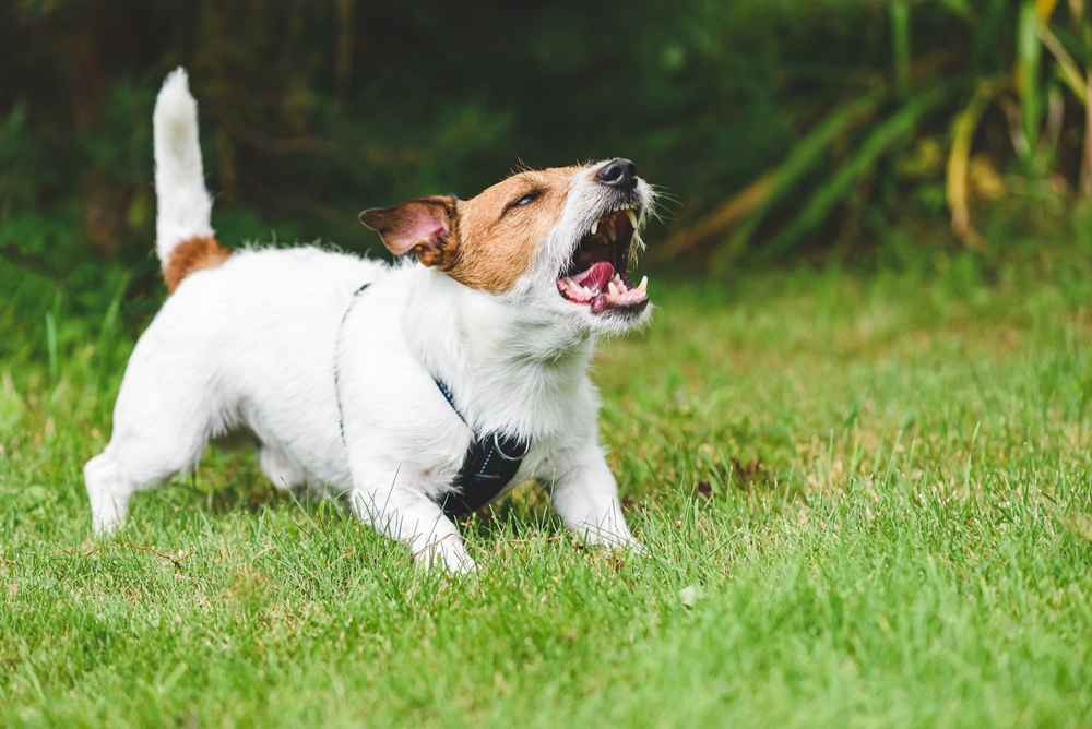 8 Alasan Anjing Menggonggong dan Cara Mengatasinya