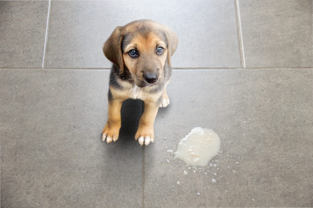 Anjing Muntah Kuning, Ini 7 Penyebab dan Cara Mengatasinya