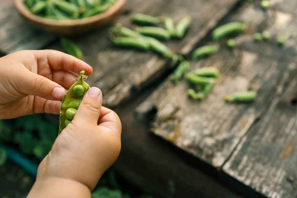 6 Manfaat Edamame untuk Anak dan Tips Aman Mengonsumsinya