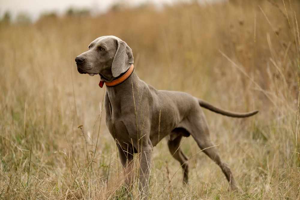 anjing weimaraner