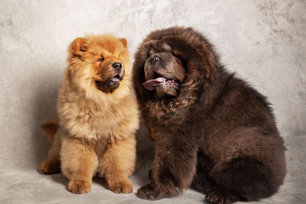 ciri-ciri anjing chow chow