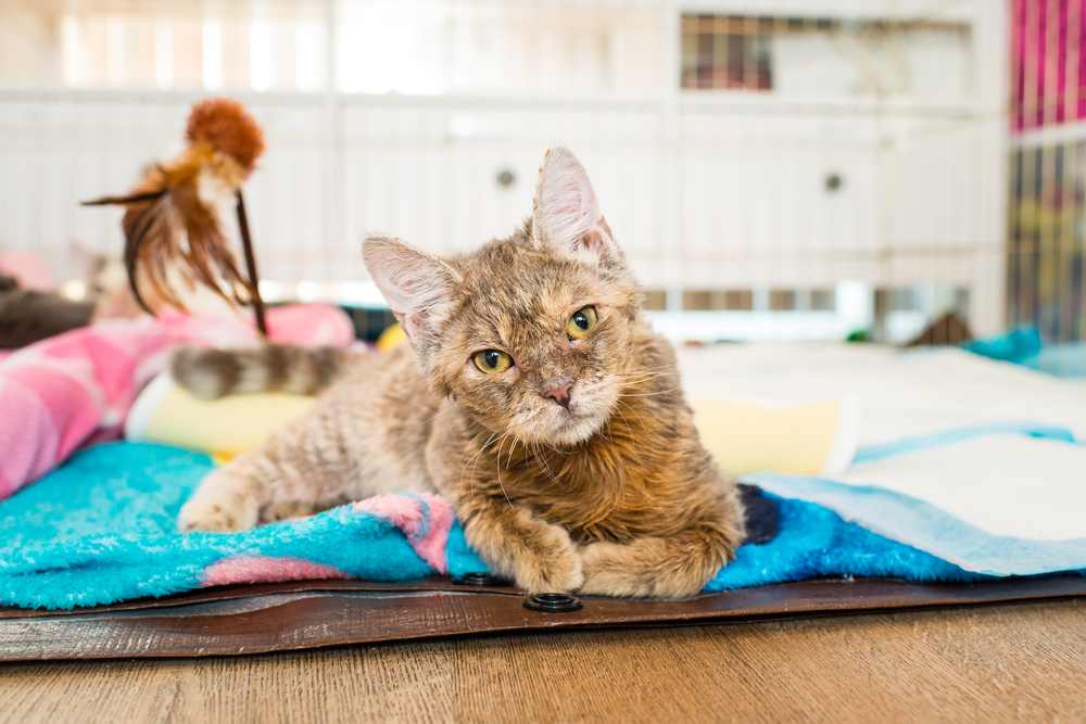 Cerebellar Hypoplasia pada Kucing, Ketahui Lebih Lengkap