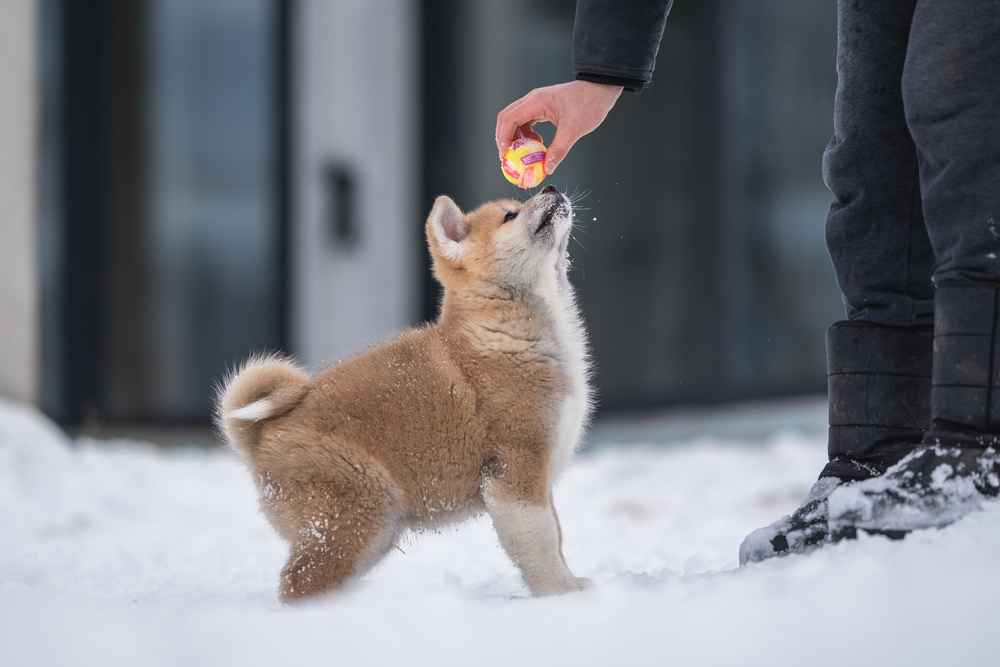 Anjing japanese akita