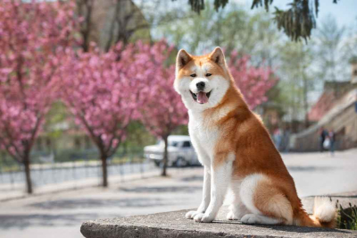 anjing akita inu