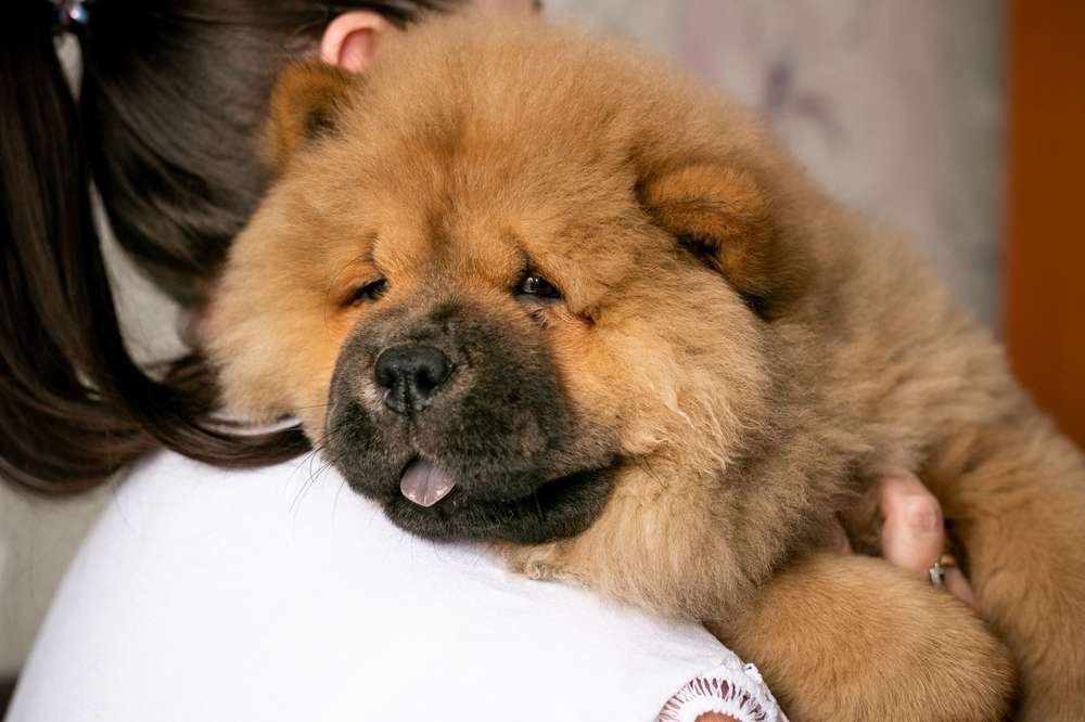 cara merawat anjing chow chow